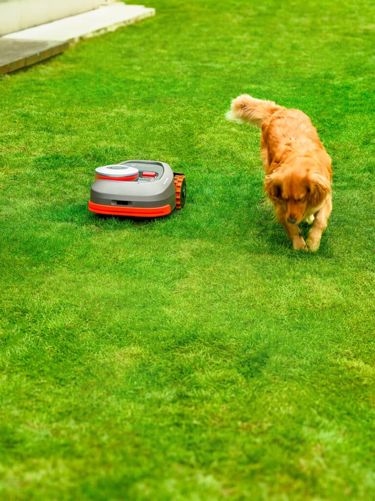 Chien curieux observant le robot tondeuse Segway Navimow série H au travail - Cohabitation parfaite entre technologies d'AP Robots et animaux domestiques grâce aux capteurs avancés garantissant la sécurité.